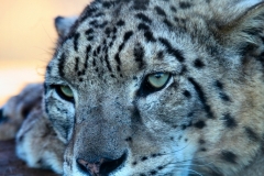 TheCatSanc_1250