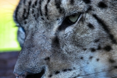 TheCatSanc_1340