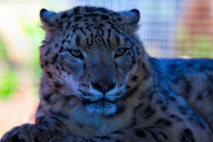 TheCatSanc_1358
