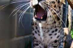 TheCatSanc_1657
