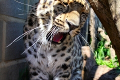 TheCatSanc_1658