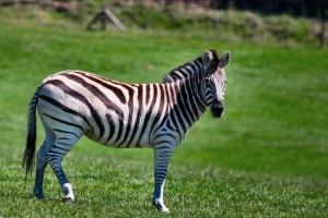 2010-06-03---Woburn-Safari-Park