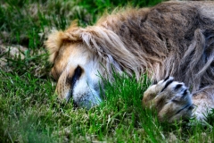 ChesterZoo11_0068