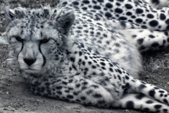 ChesterZoo11_0112