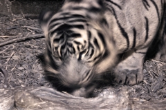 ChesterZoo11_0135