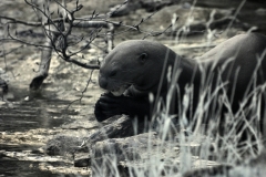 ChesterZoo11_0171