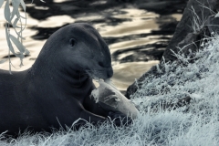 ChesterZoo11_0183