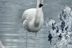 ChesterZoo11_0279