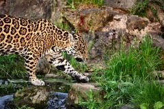 ChesterZoo11_0731