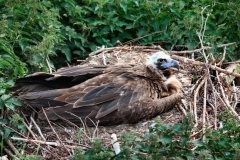 ChesterZoo11_0949