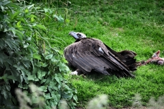 ChesterZoo11_0954