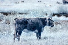 IR-MartinMere6_0018
