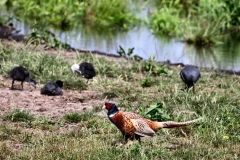 MartinMere6_0036