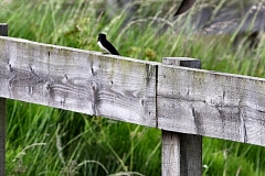 MartinMere6_0119