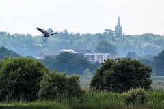 MartinMere6_0149