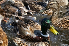 MartinMere6_0267
