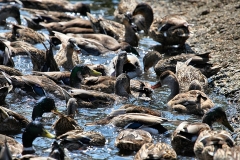 MartinMere6_0278