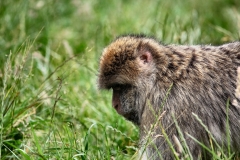 MonkeyForest_0001