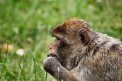 MonkeyForest_0022