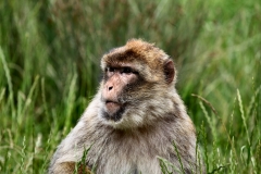 MonkeyForest_0031