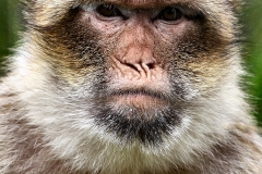 MonkeyForest_0034