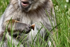 MonkeyForest_0068