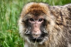 MonkeyForest_0117