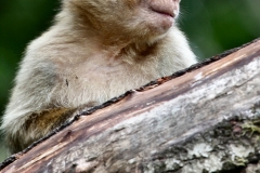 MonkeyForest_0147