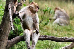 MonkeyForest_0219