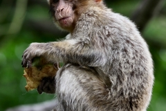 MonkeyForest_0237