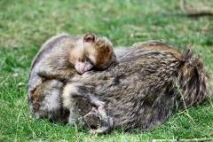 MonkeyForest_0519