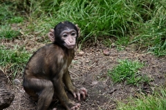 MonkeyForest_0591