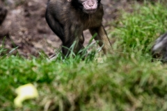 MonkeyForest_0621