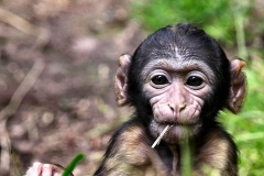 MonkeyForest_0636