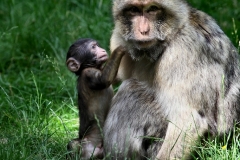 MonkeyForest_0931