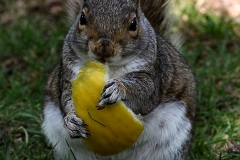 MonkeyForest_0979