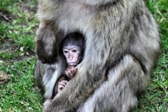 MonkeyForest_1188