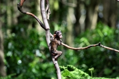 MonkeyForest_1332