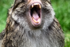 MonkeyForest_1650