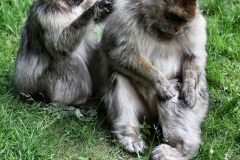 MonkeyForest_1833