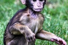 MonkeyForest_2004