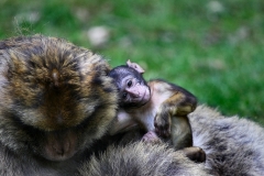 MonkeyForest_2036