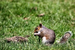 MonkeyForest_2111