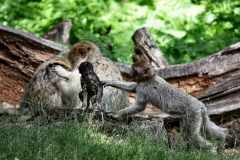 MonkeyForest_2159