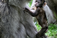 MonkeyForest_2265