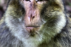 MonkeyForest_2354