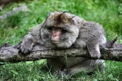 MonkeyForest_2732