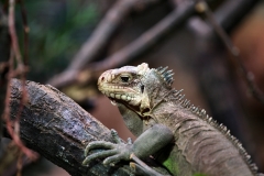 ChesterZoo12_0028