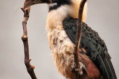 ChesterZoo12_0111