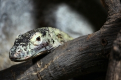 ChesterZoo12_0159